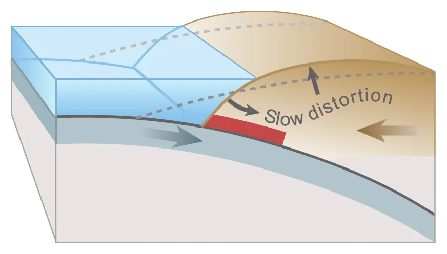 Stuck to the subducting plate, the overriding plate gets squeezed. Its leading edge is dragged down, while an area behind bulges upward.