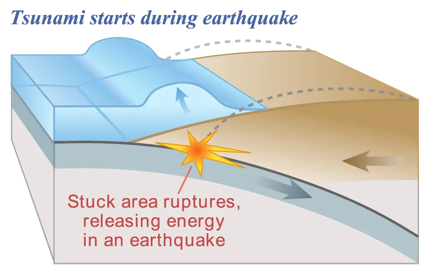 An earthquake along a subduction zone happens when the leading edge of the overriding plate breaks free and springs seaward, raising the sea floor and the water above it. This uplift starts a tsunami.