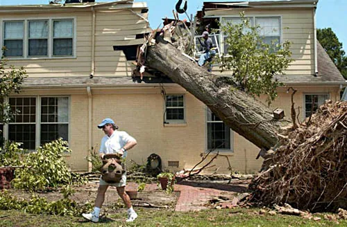 A homeowner in Memphis, TN working to extract a large, uprooted oak tree felled by the Mid-South Derecho of 2003.