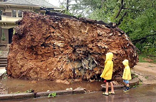 Two children examining the root structure of an uprooted tree caused by the "Mid-South Derecho of 2003".