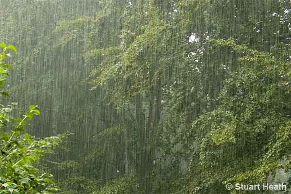 Rain