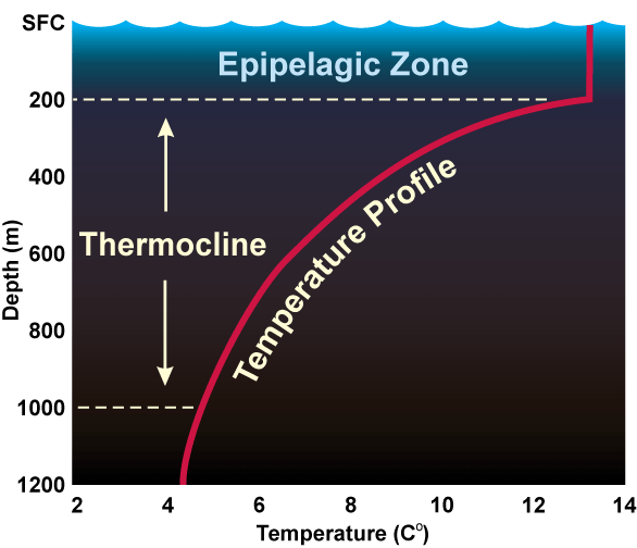 Typical seawater temperature