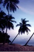 A - Tropical Climates
